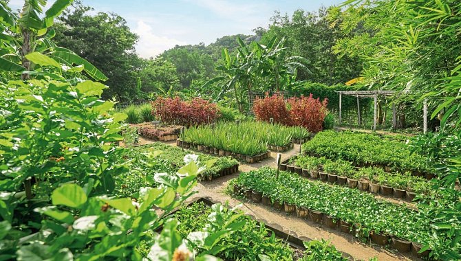 Üppiger Garten mit Gemüse- und Kräuterbeeten in Reihen angelegt.
