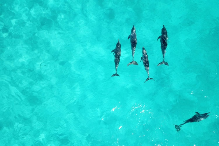 Eine Schar Delfine in blauem Wasser