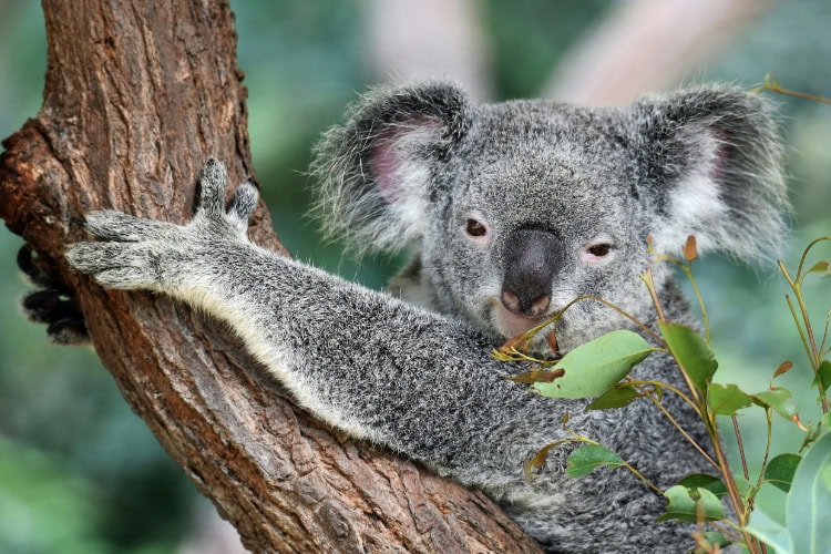 Ein Koala im Village in the Rainforest, Kuranda