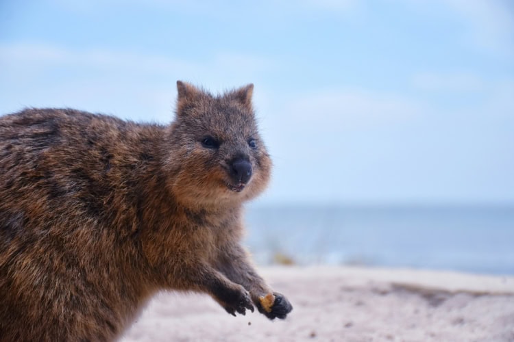 Ein Quokka