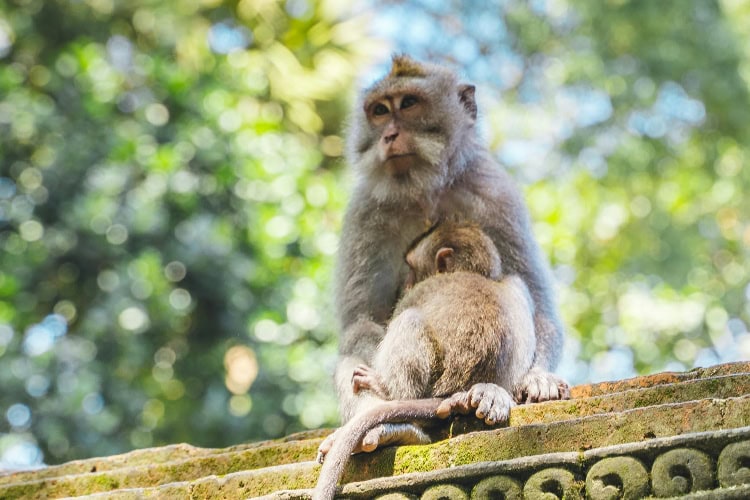 Affe mit Baby sitzen auf steinernem Untergrund