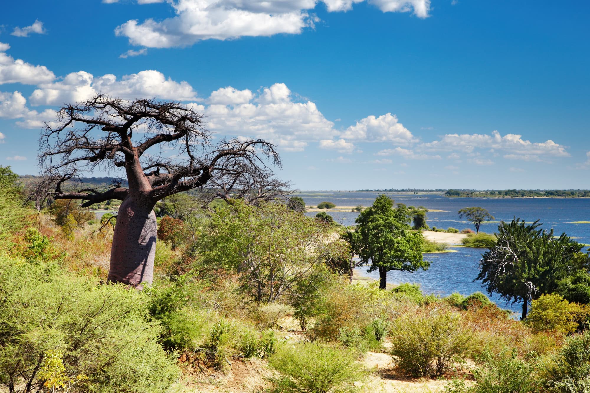 Baobab-Baum am Ufer des Chobe River mit Blick auf den Fluss und grüne Vegetation.