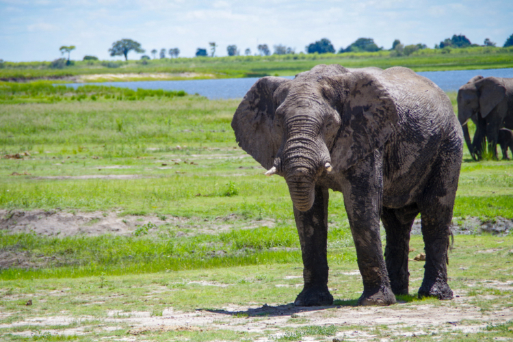 Großer Elefant im Chobe-Nationalpark, bedeckt mit Schlamm, vor grünem Grasland und Fluss.