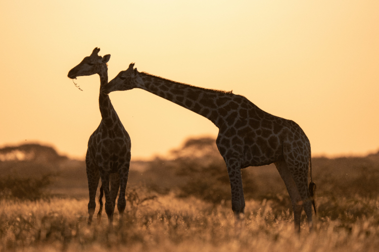 Zwei Giraffen im Sonnenuntergang, eine Giraffe legt den Hals um die andere.