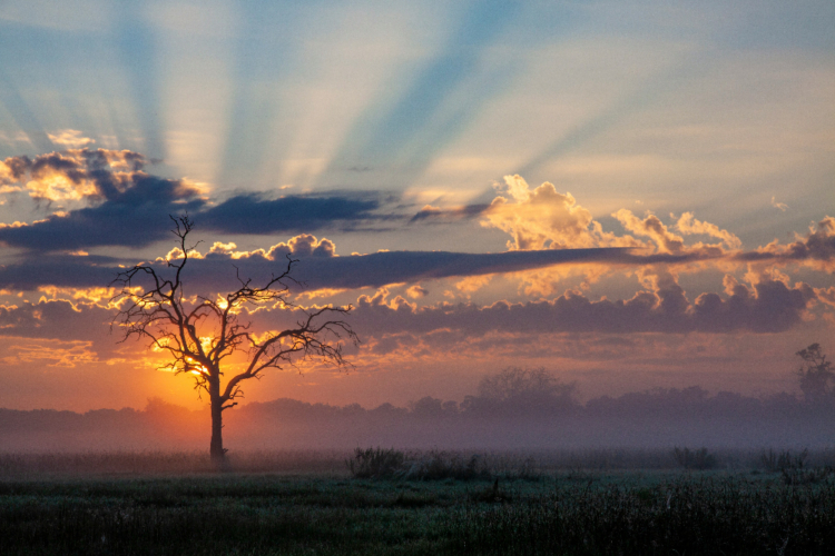 Sonnenaufgang über dem Khwai-Gebiet mit Baum im Nebel und Sonnenstrahlen durch die Wolken.