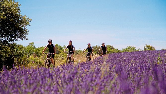 Fahrradweg zwischen Lavendelfeldern