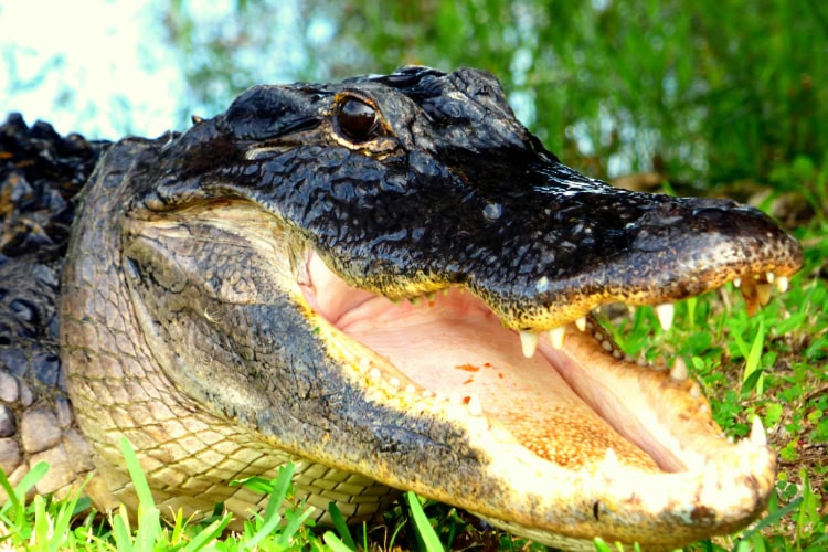 Alligator in den Everglades