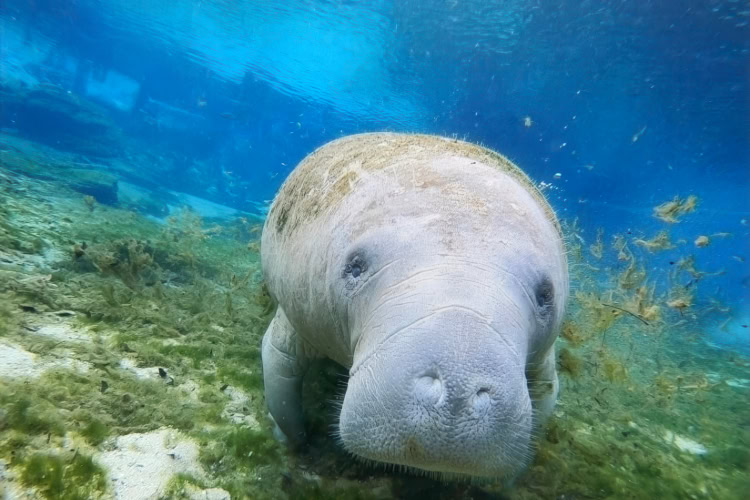 Seekuh im Santa Fe River