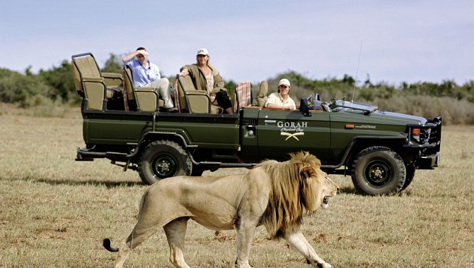 Menschen in einem Jeep beobachten einen Löwen