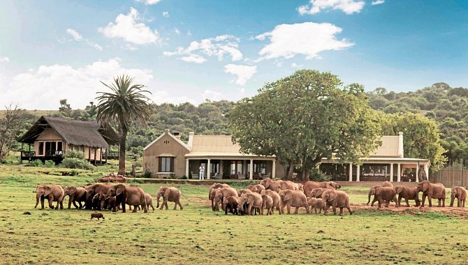 Eine Herde Elefanten vor dem Hotel