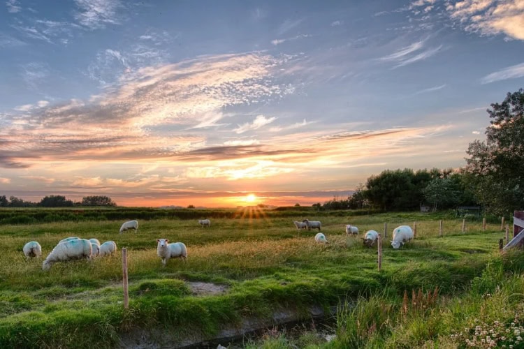 Schafe auf einer Wiese auf Pellworm