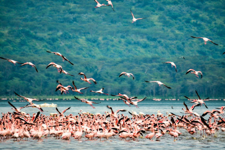Große Gruppe rosa Flamingos am See, einige im Flug vor bewaldeten Hängen.