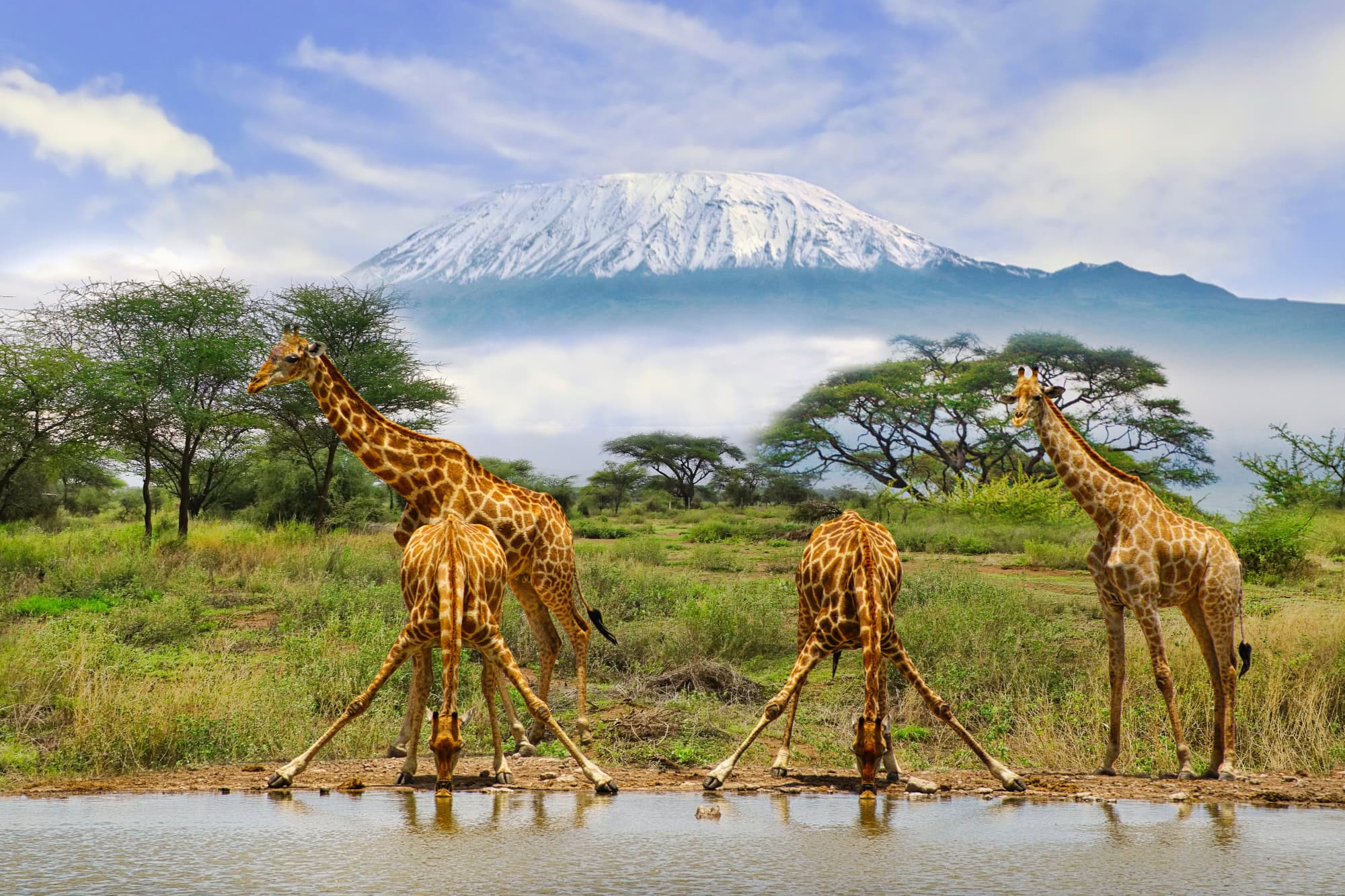 Giraffen am Wasserloch mit schneebedecktem Kilimandscharo im Hintergrund im Amboseli-Nationalpark.