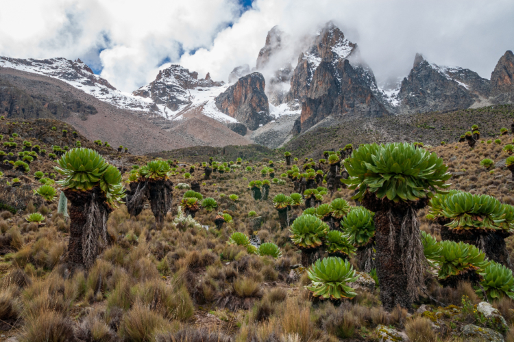 Alpine Landschaft am Mount Kenya mit markanten Riesen-Greiskräutern und schneebedeckten Gipfeln.
