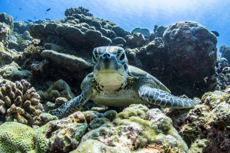 Schildkröte unter Wasser