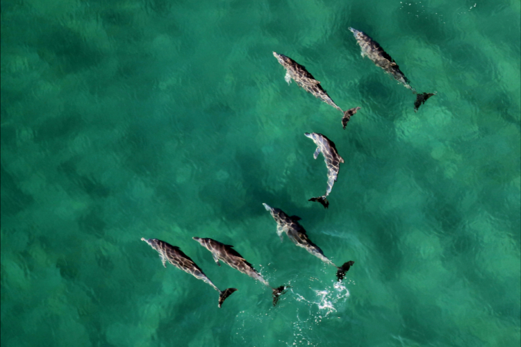 Gruppe von Delfinen schwimmt im klaren, grünen Wasser vor der Küste Mosambiks.