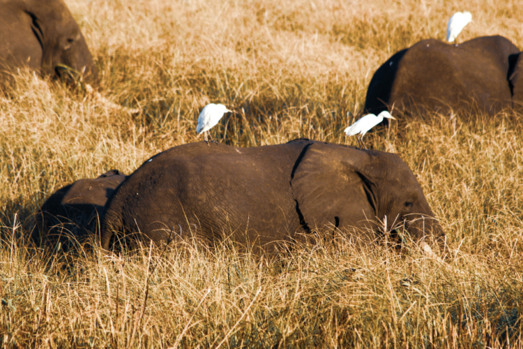 Elefantenherde im hohen Gras, begleitet von weißen Vögeln im Gorongosa-Nationalpark.
