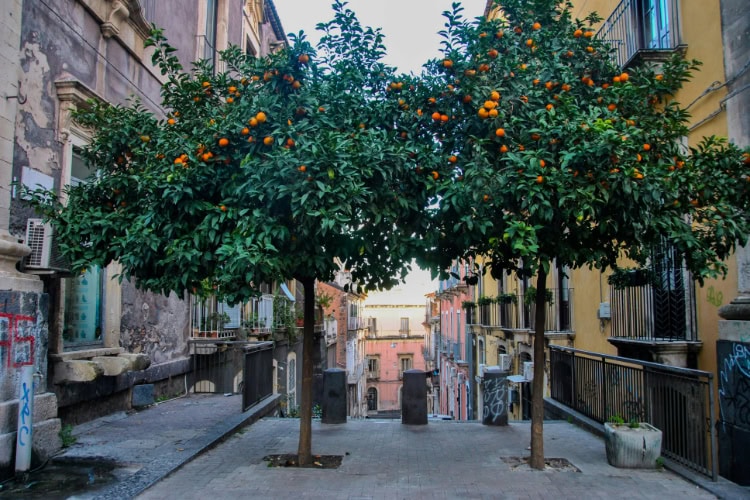 Orangenbäume in Catania