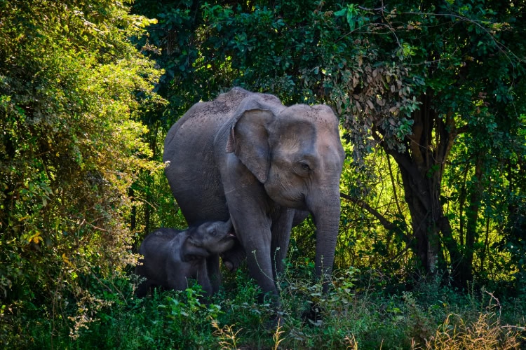Ein Elefant mit Jungtier am Udawalawe Stausee