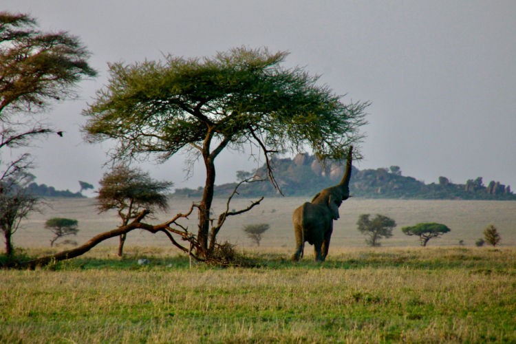 Elefant streckt seinen Rüssel nach einem Baum im Serengeti-Nationalpark.