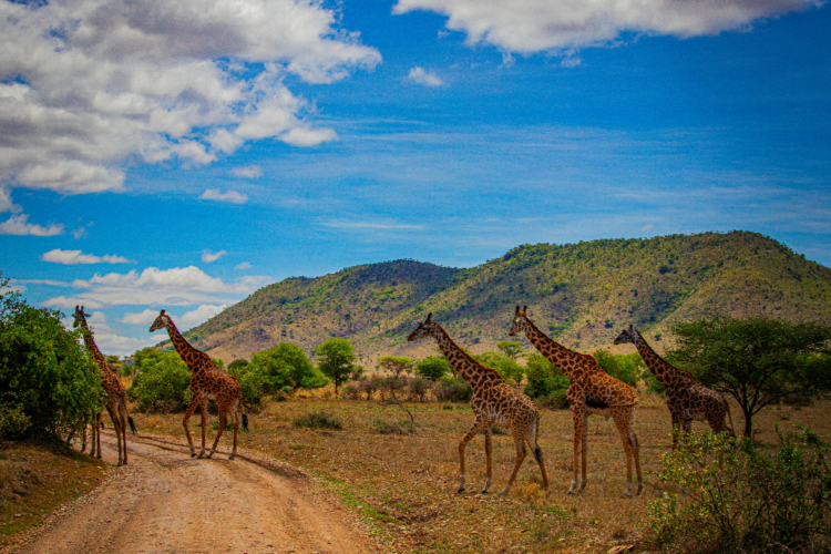 Gruppe von Giraffen überquert eine Piste in der weiten Landschaft der Serengeti.