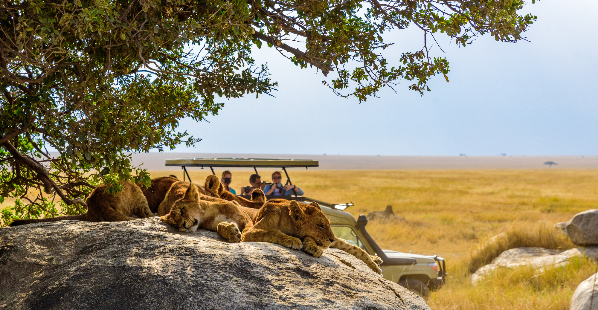 Löwinnen ruhen auf einem Felsen, während Safari-Touristen im Jeep in der Nähe fotografieren.