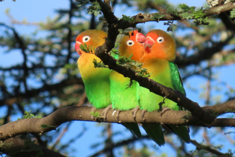 Drei bunte Pfirsichköpfchen-Sittiche sitzen nebeneinander auf einem Ast.