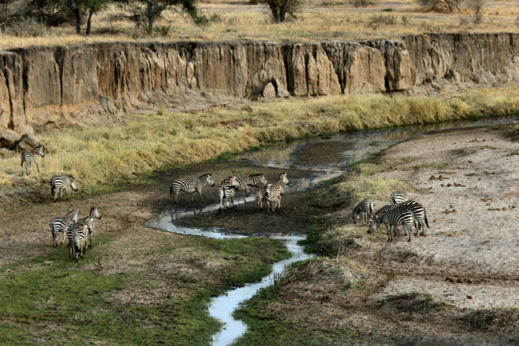 Zebraherde im Tarangire-Nationalpark, die an einem kleinen Flusslauf trinkt.