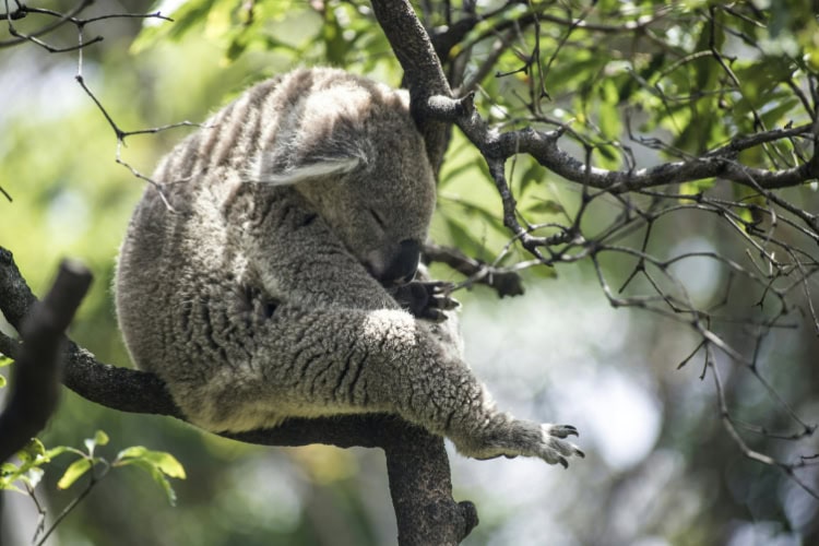 Koala schläft in einem Baum